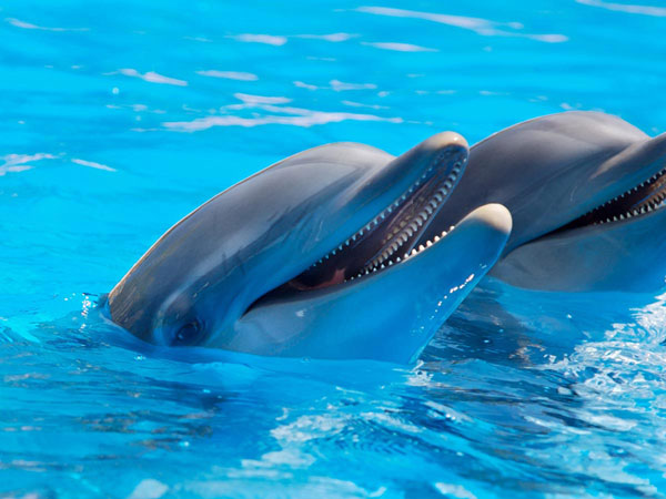 Dolphins in Fort Lauderdale.
