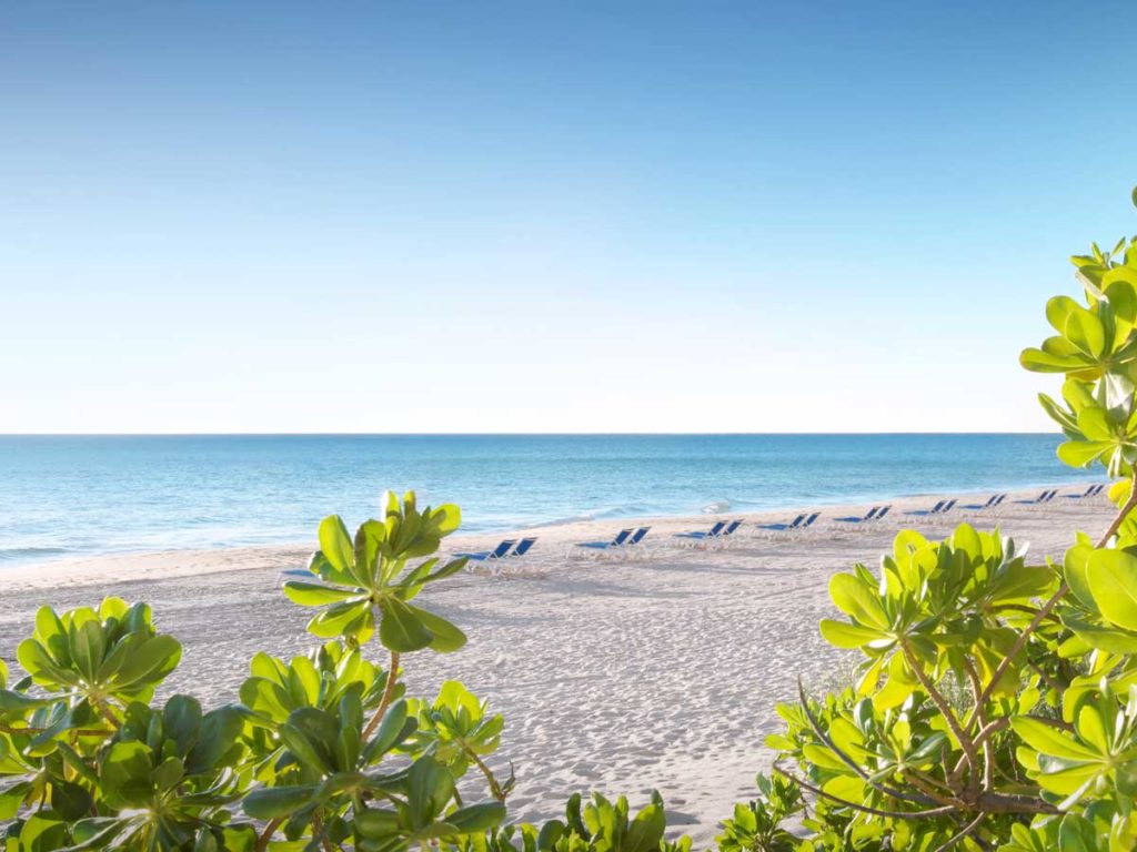 Lounge chairs set out on the beach.