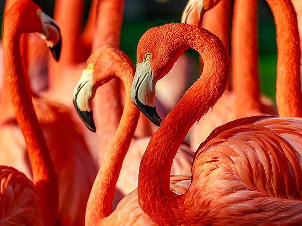 Flamingos in Fort Lauderdale.