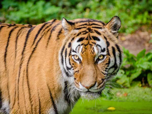 Tiger in Fort Lauderdale.