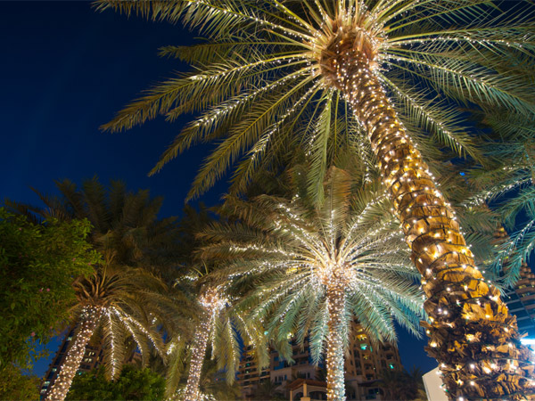 Palm Trees with lights at night
